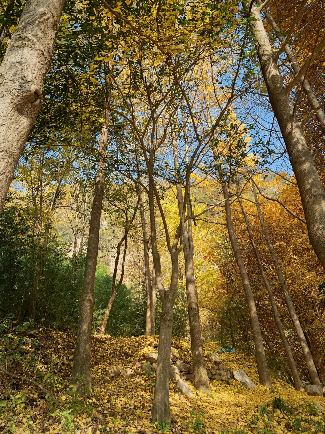 翠华山的秋色美绝了🍂
