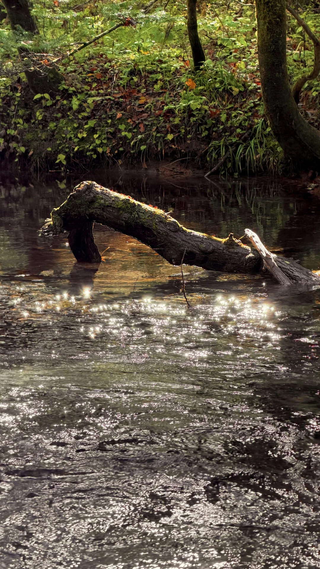 用全屏live打开上高地的秋天🍁