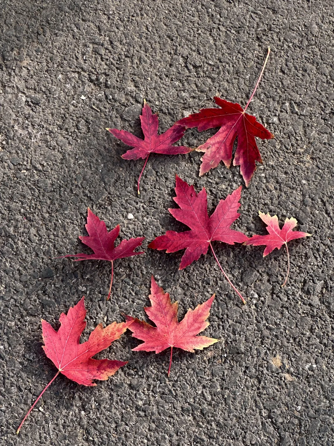 live邯郸｜枫叶是秋天的星星✨🍁