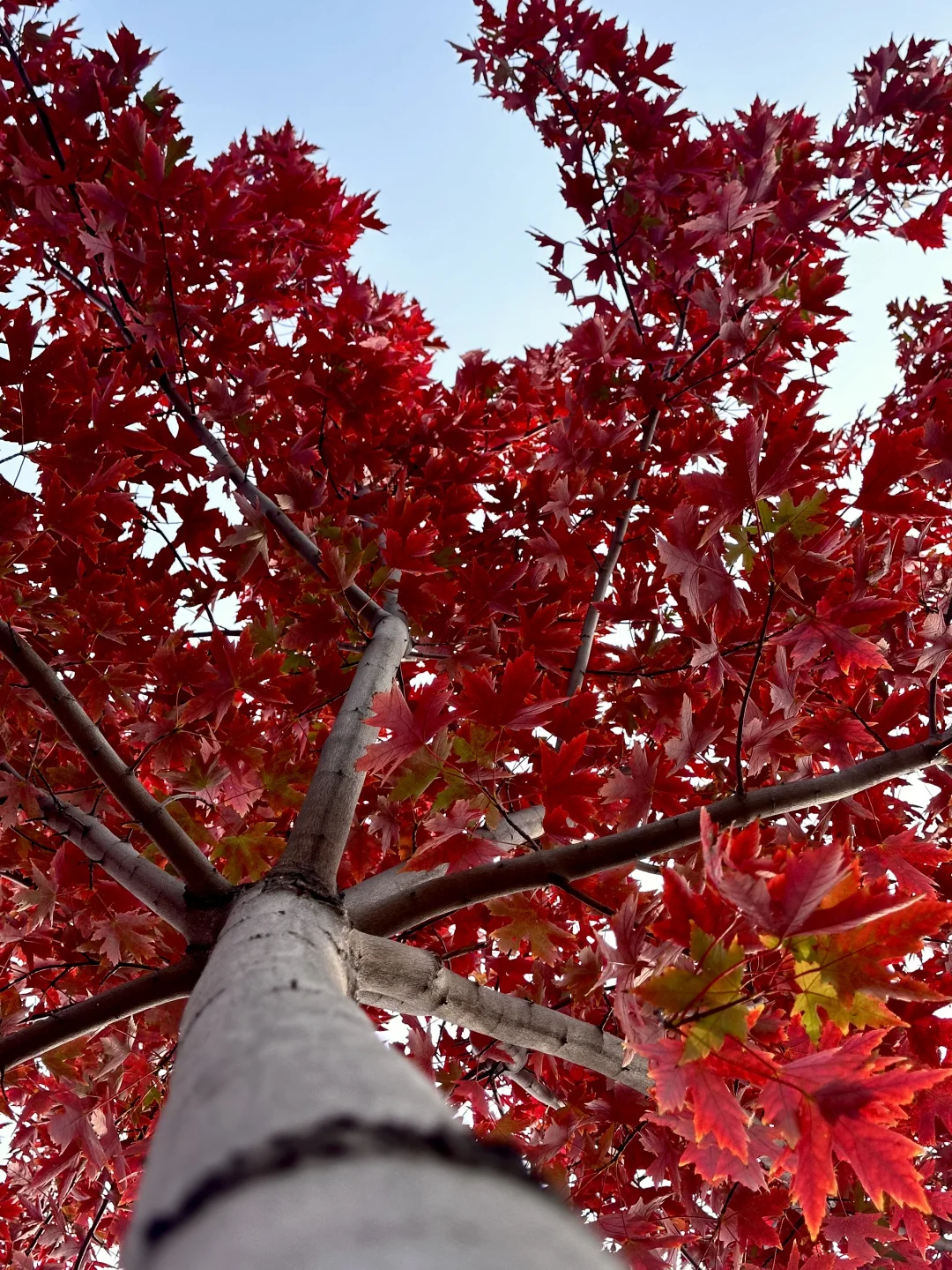 live邯郸｜枫叶是秋天的星星✨🍁