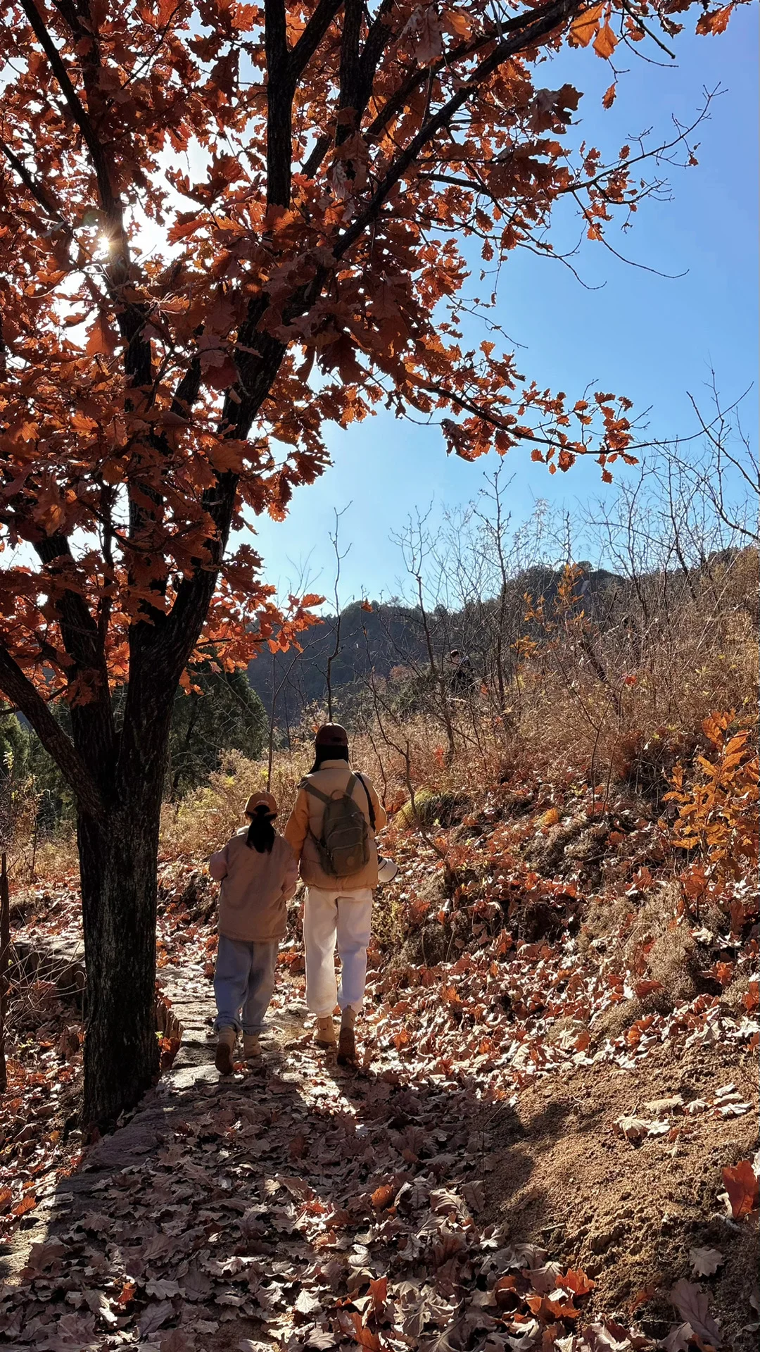 京北禅意秋色|被低估的小众秘境🍂(附攻略)