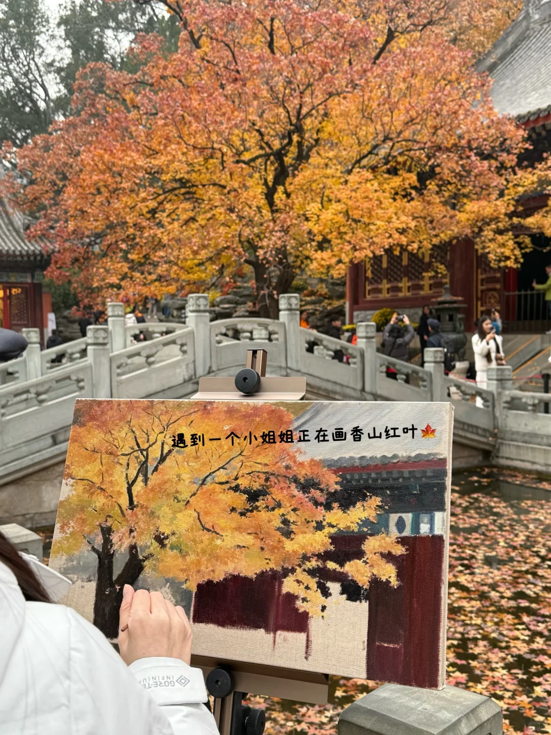 北平的秋🍂