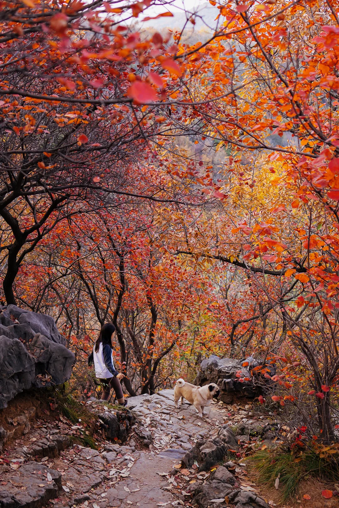 郑州1h直达！山上的红叶杀疯了！！！