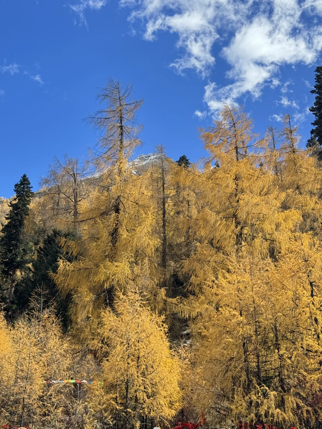 11.6📍理小路爆美！！川西是史诗级的秋天live