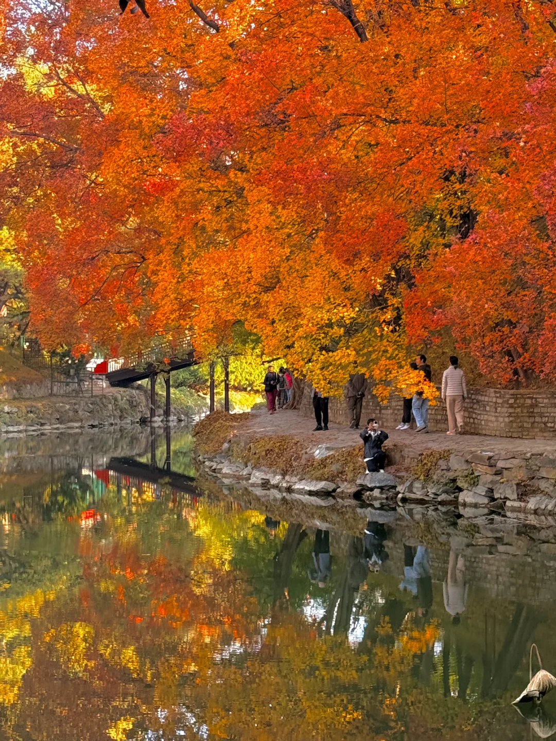 live图！！颐和园的秋天真是在画中游！！