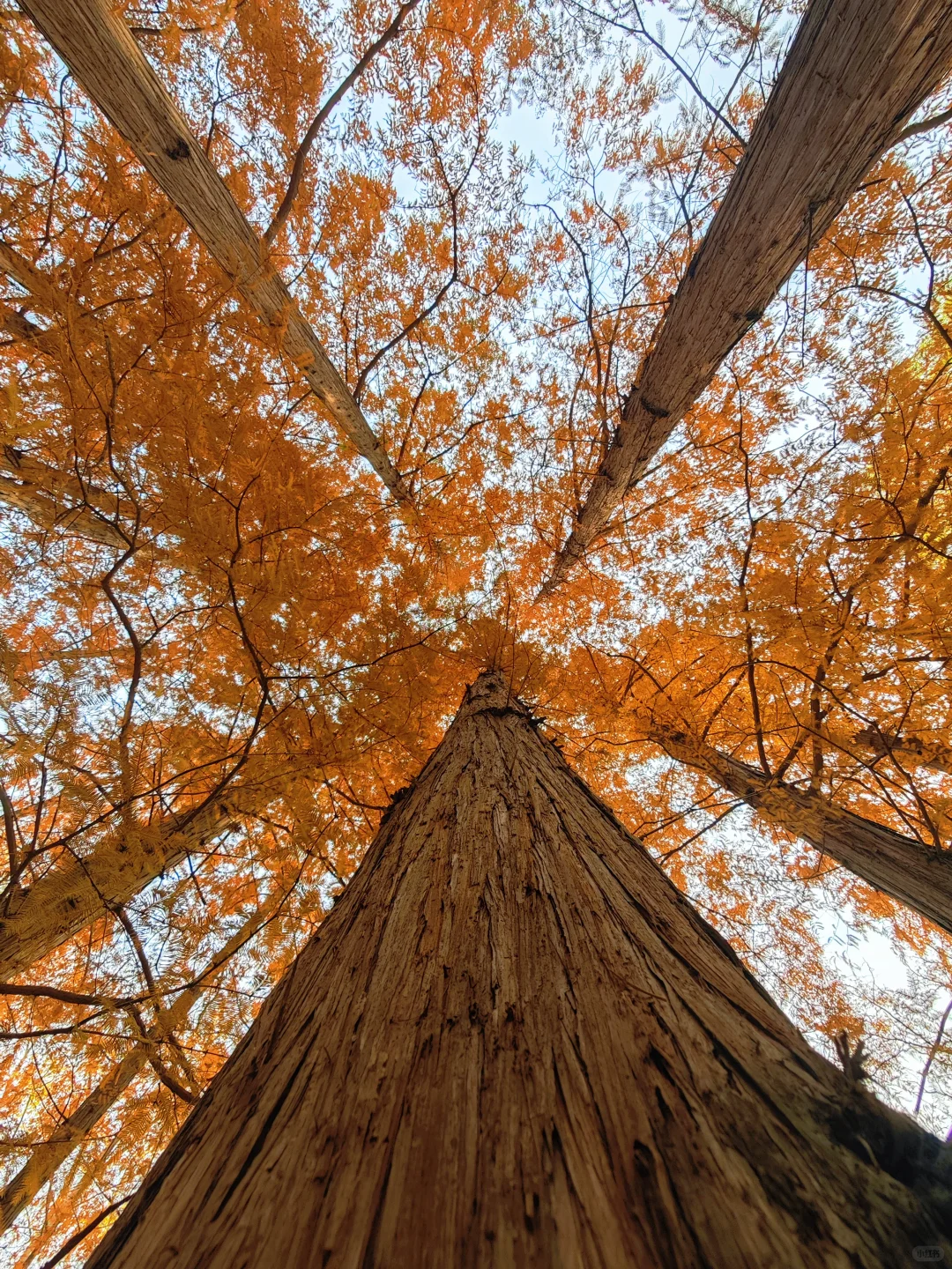 晋祠公园的水杉美疯了