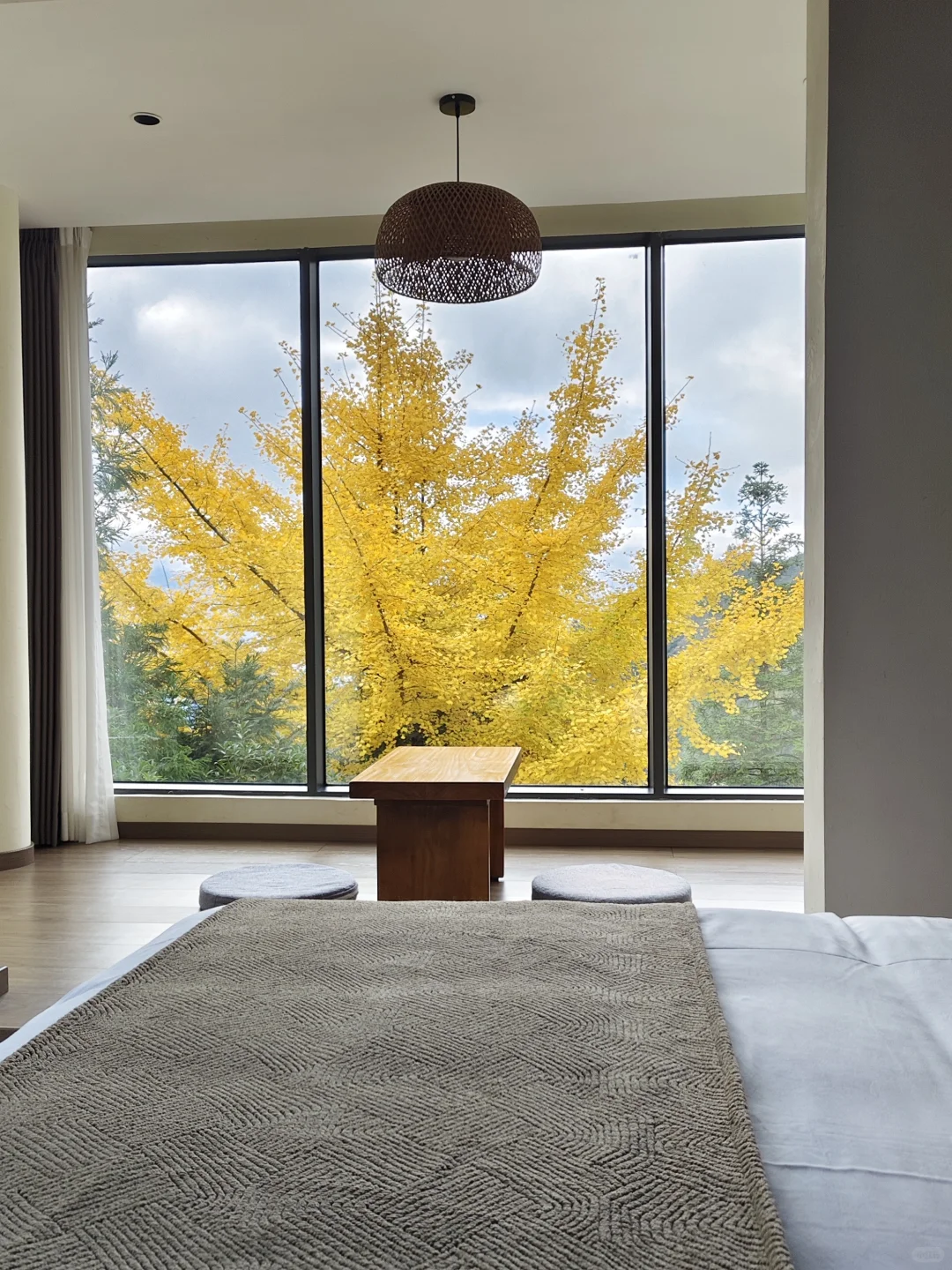 重庆2h直达金佛山山顶｜银杏叶黄了，等下雪