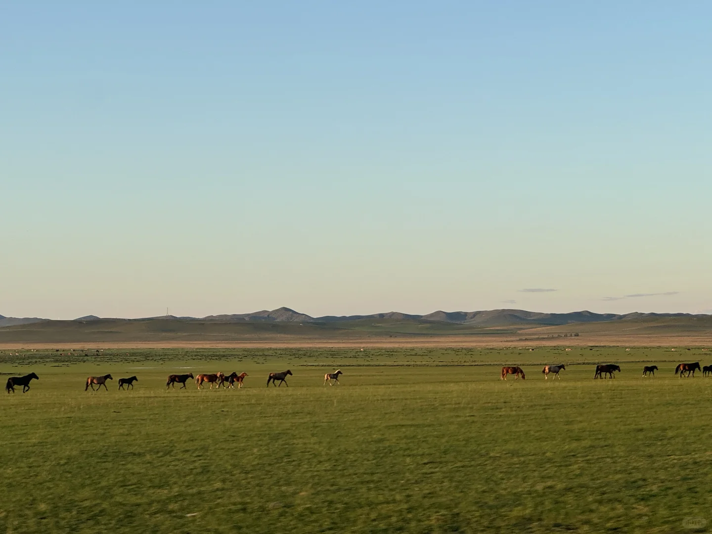 风吹草低见牛羊🐂🐎🐑