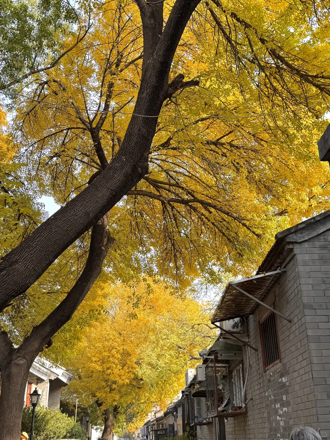 11.8实况！北京今天的胡同杀疯了！！