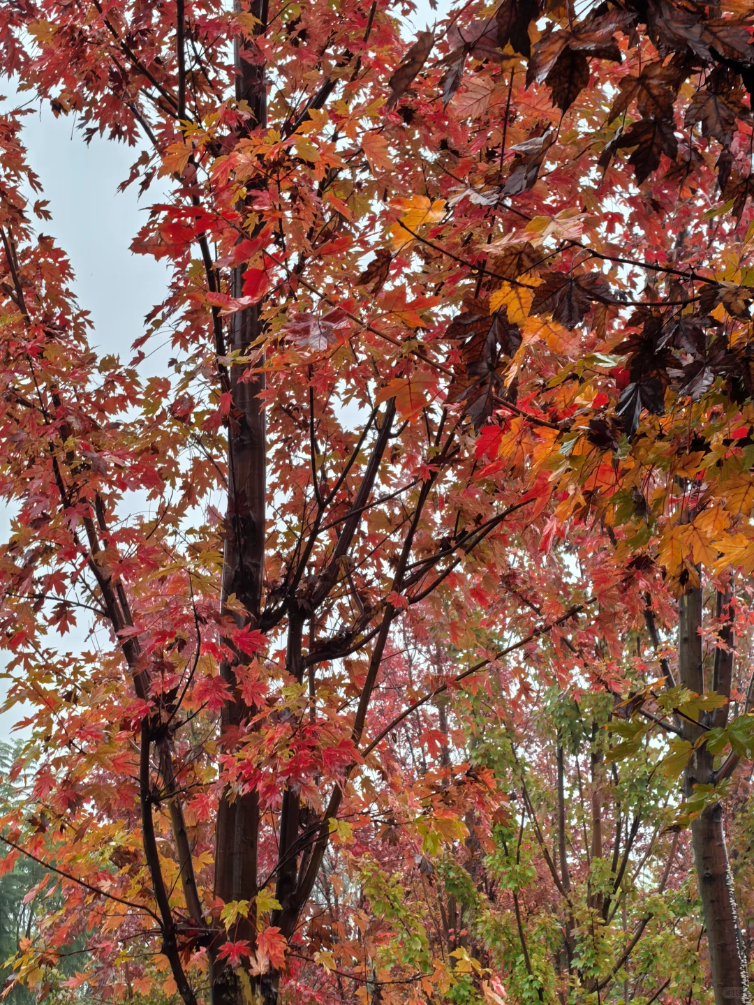 重庆的秋天在哪里|鹿山公园红枫来一波