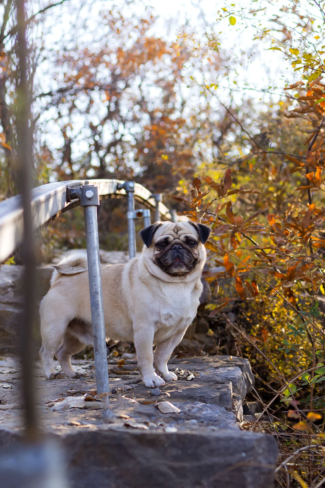 郑州1h直达！山上的红叶杀疯了！！！