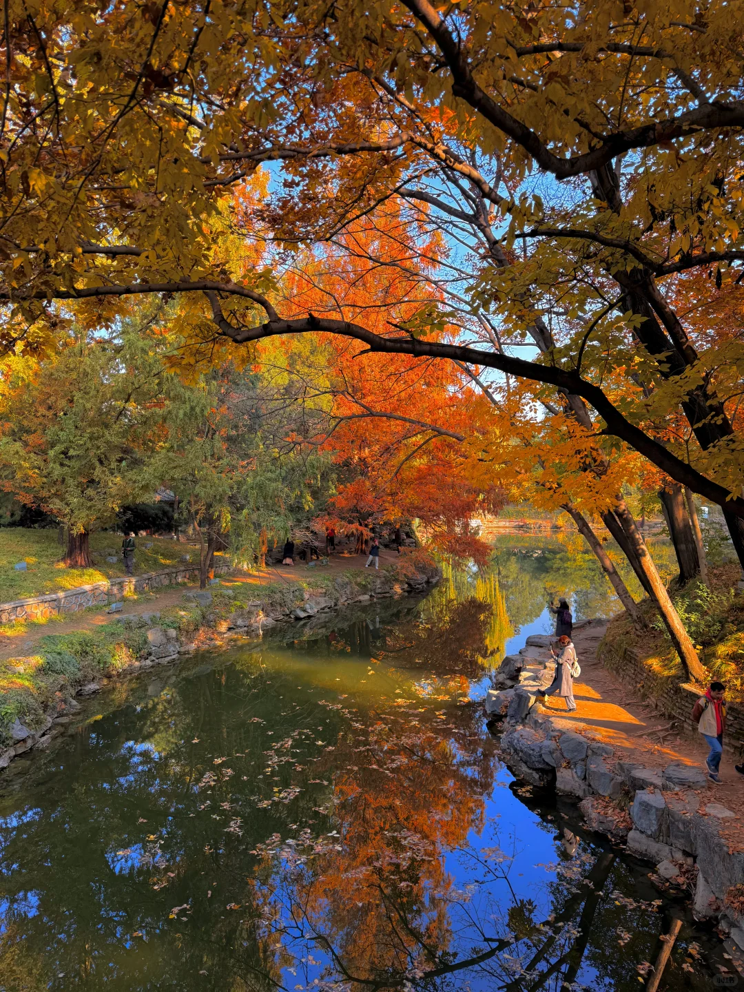 live图！！颐和园的秋天真是在画中游！！