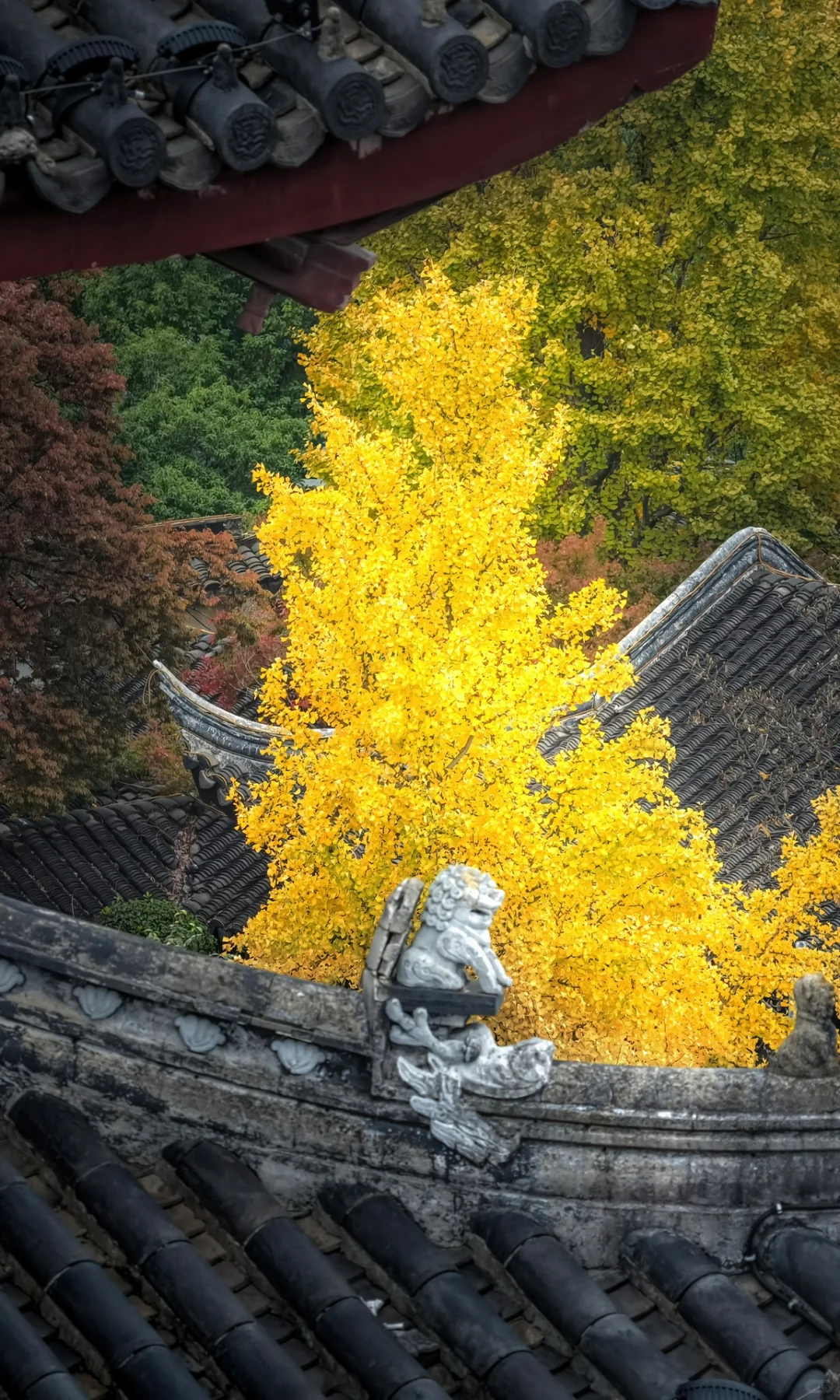 全苏州第一棵银杏树黄了!