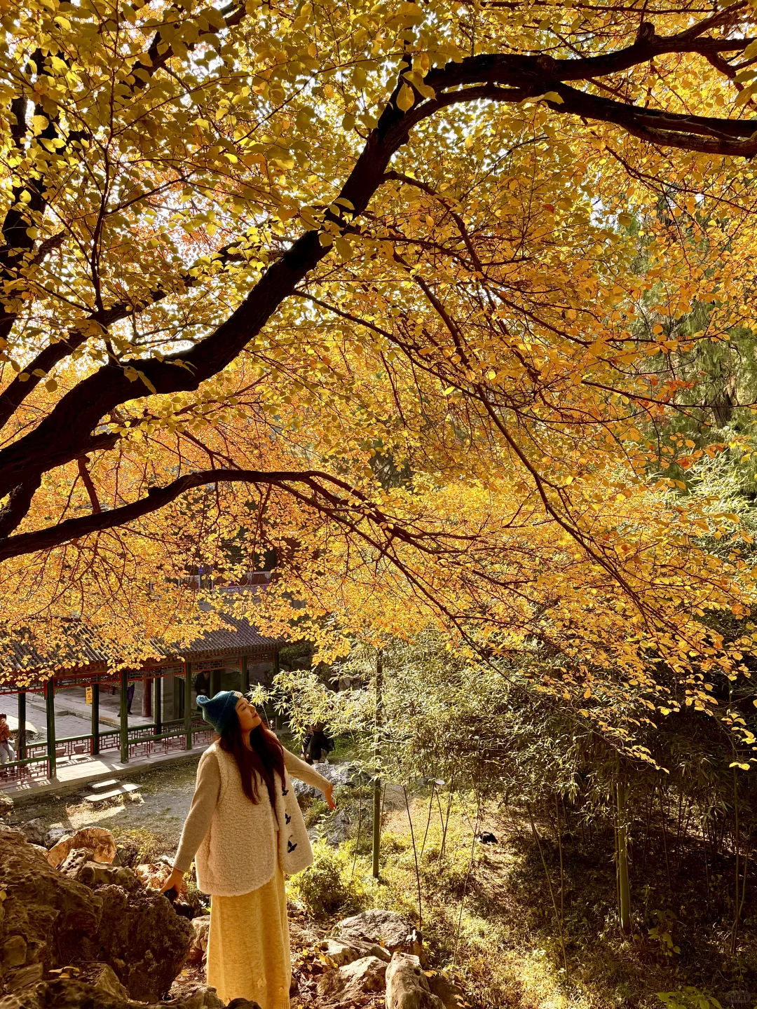 11.5实况!!颐和园油画般的秋景!杀疯了!🍂🍁