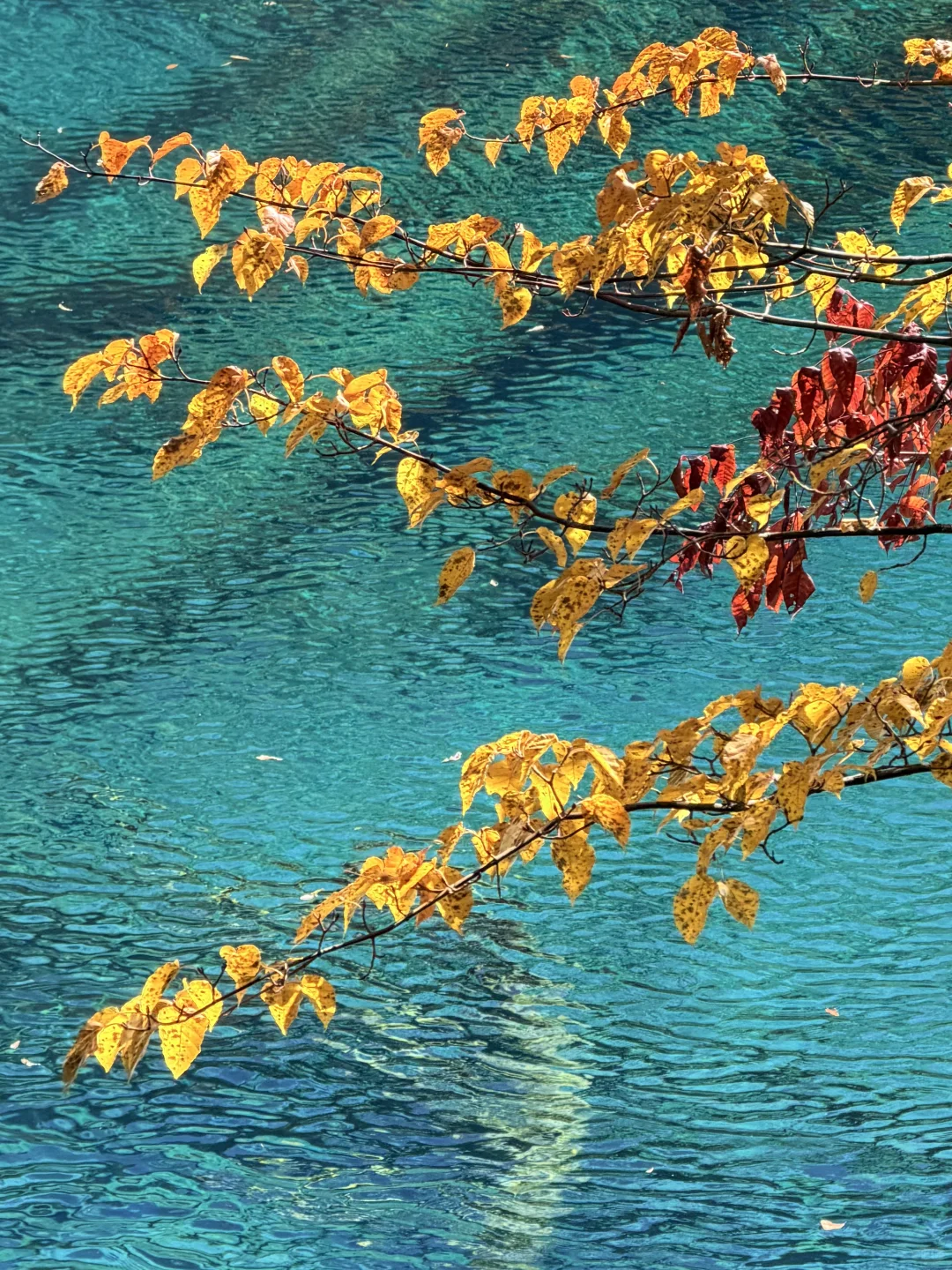 2025九寨沟，彩林最后的盛宴，明年再见👋🏻