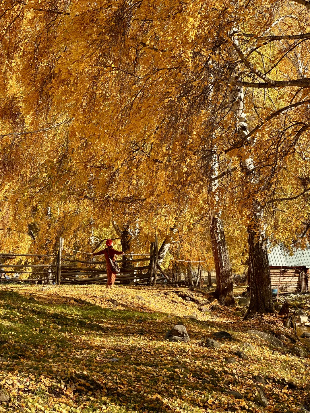 “我应该这辈子都忘不了阿勒泰的秋天了”