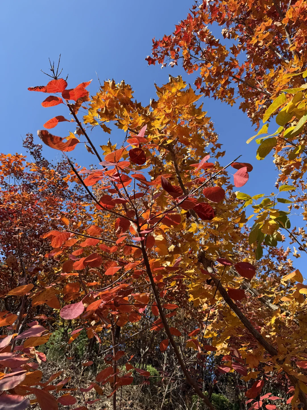 11.1🍂 济南红叶谷，来自秋天的浪漫