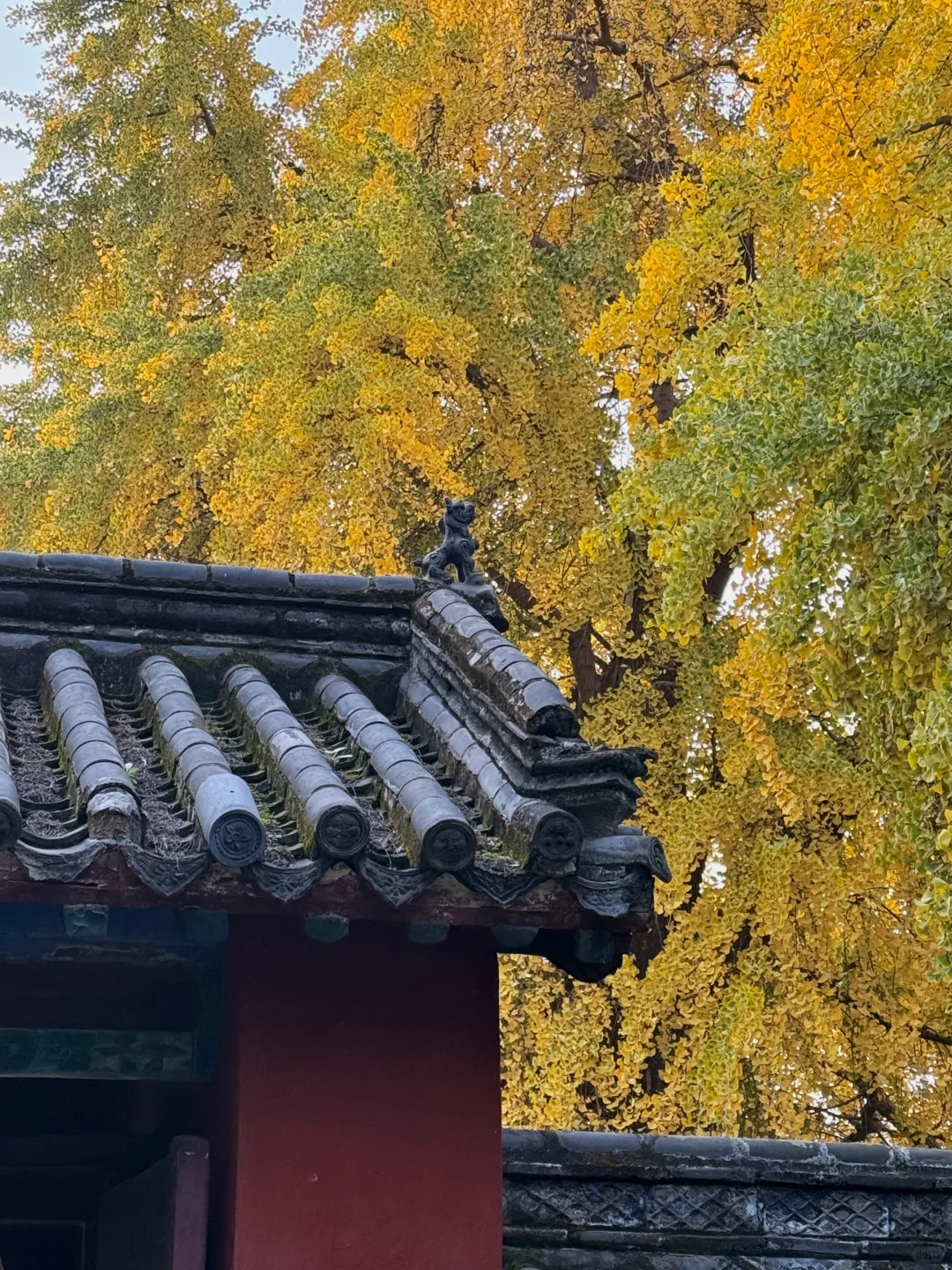 邹城｜秋日🍂小城香气