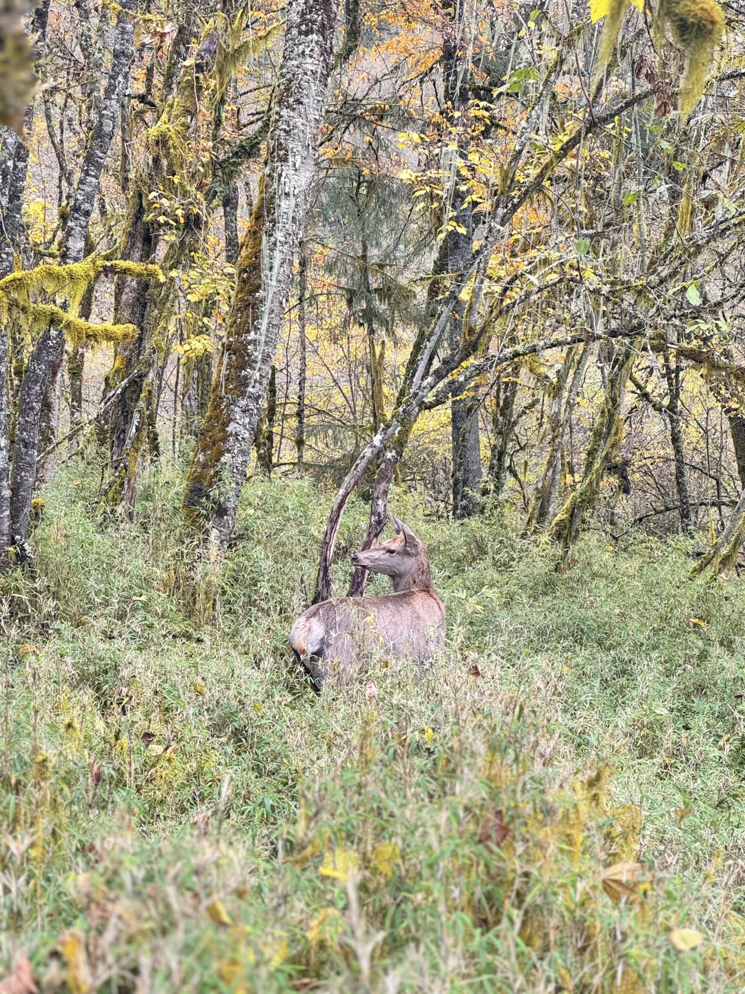 喇叭河的藏酋猴🐒 水鹿🦌 小熊猫