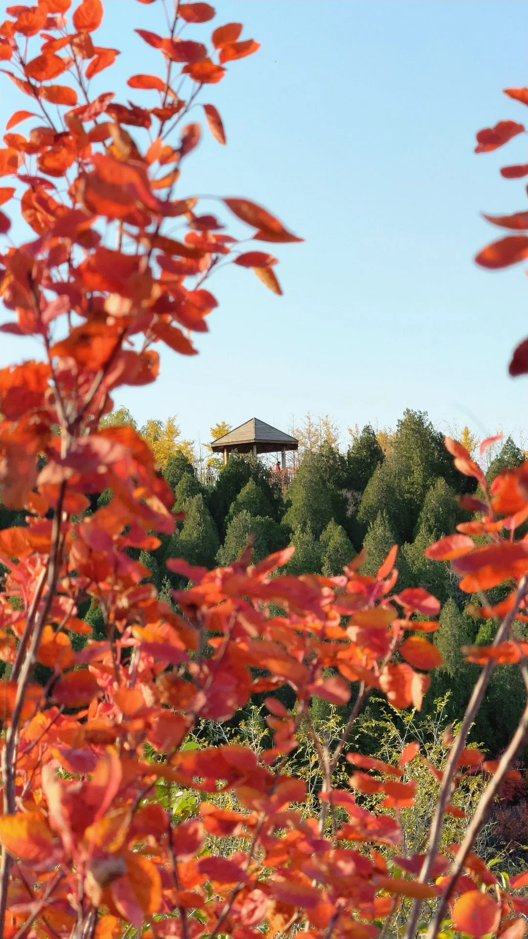 11.2邢台栾卸大家都出片了吗🍂