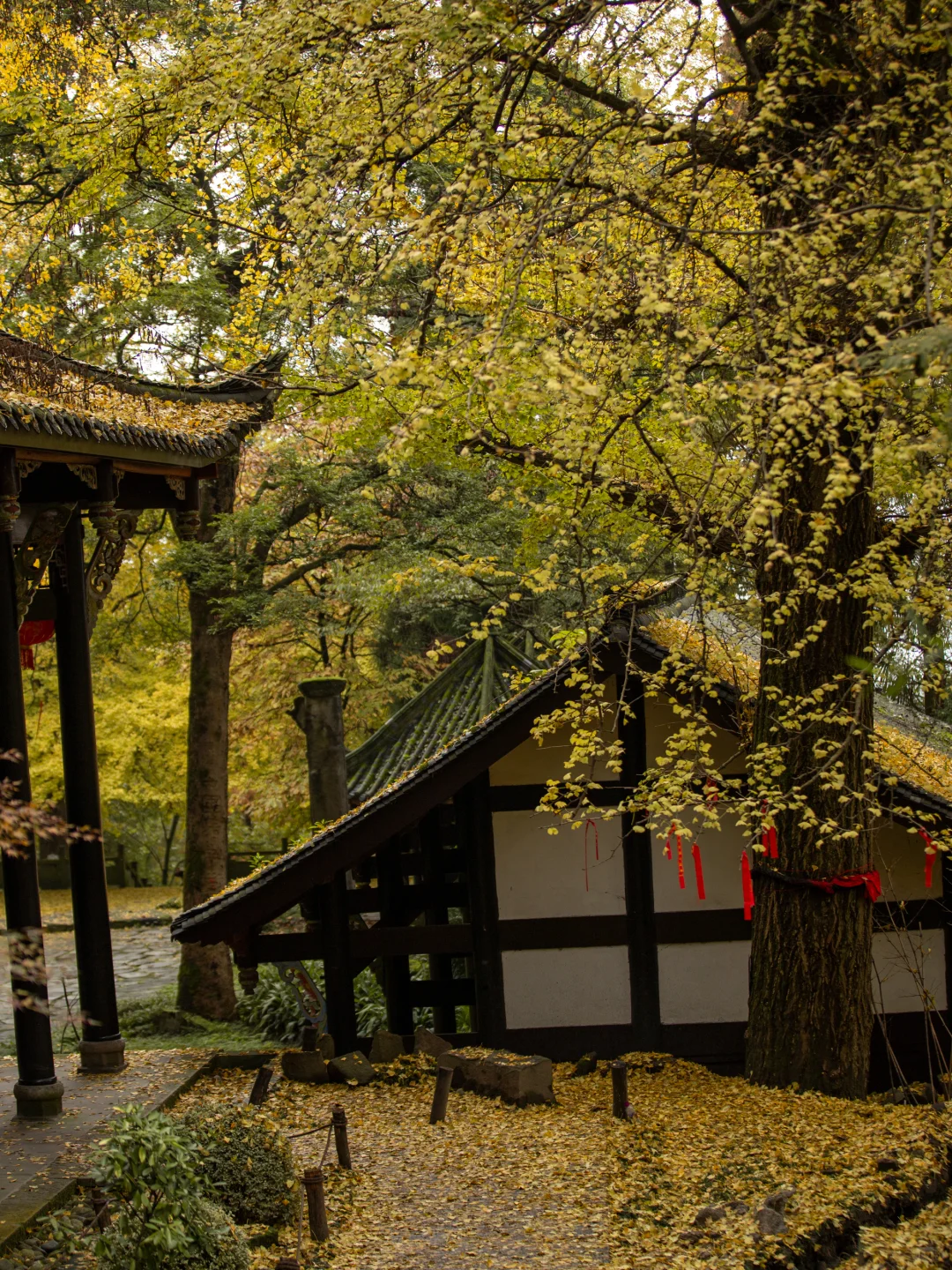 11.11实拍！灵岩寺的银杏浓度已100%！！