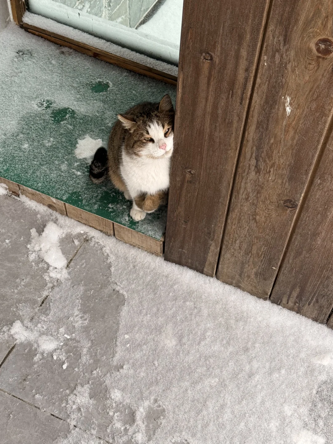 有没有人在喀纳斯游客中心见过这只小猫