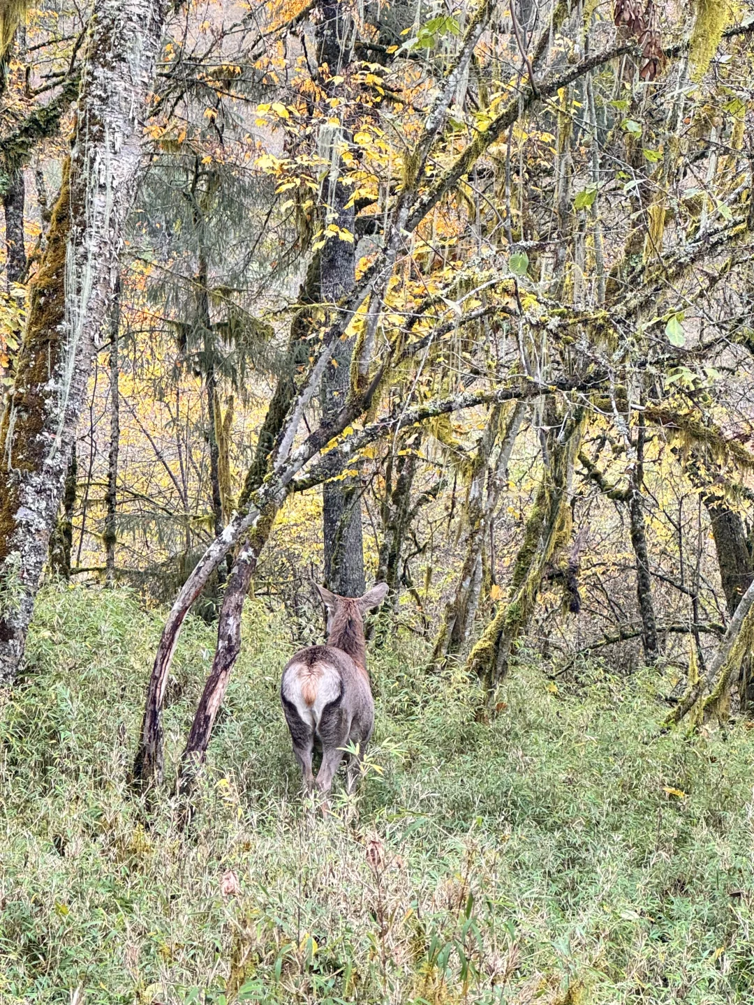 喇叭河的藏酋猴🐒 水鹿🦌 小熊猫