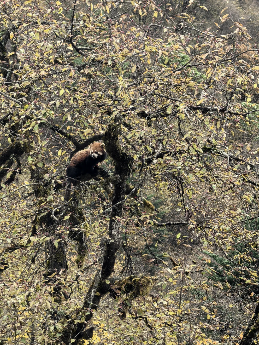 喇叭河的藏酋猴🐒 水鹿🦌 小熊猫