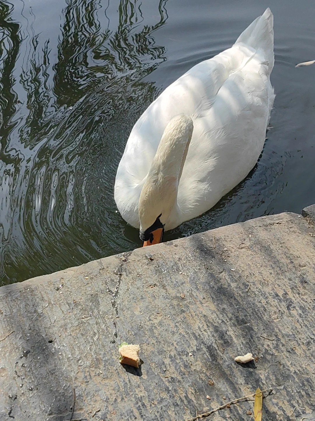 11/13，莫愁湖，乌桕实拍，还有天鹅和猫