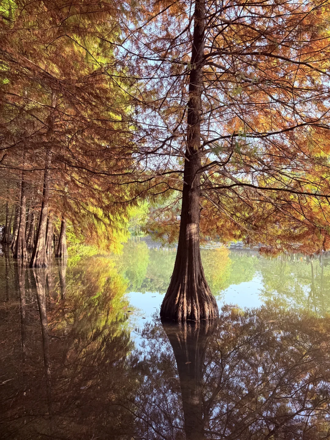 迷失在南京盛大的秋天里