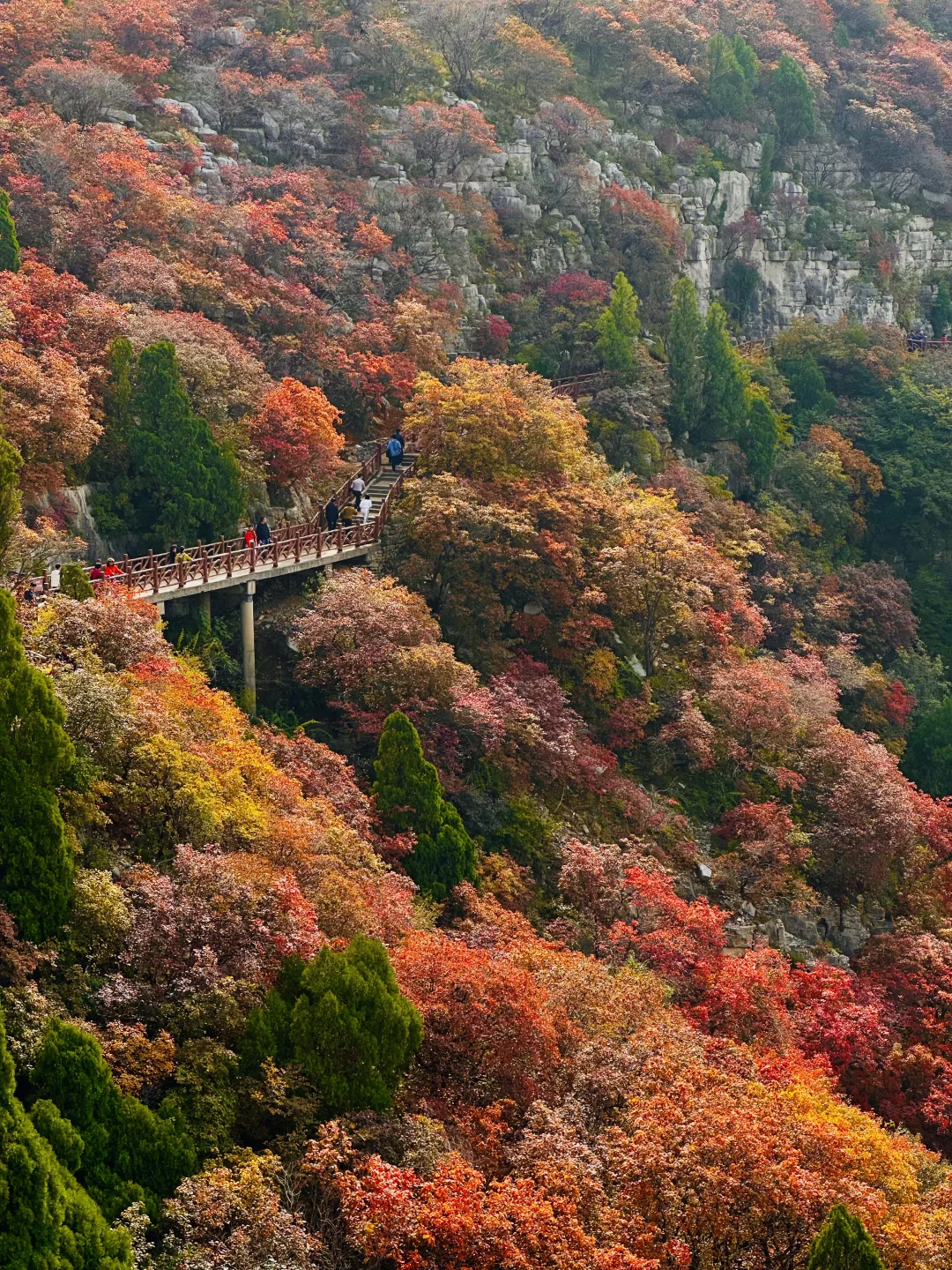 10.27实况！！石门坊红叶浓度已达99.999%