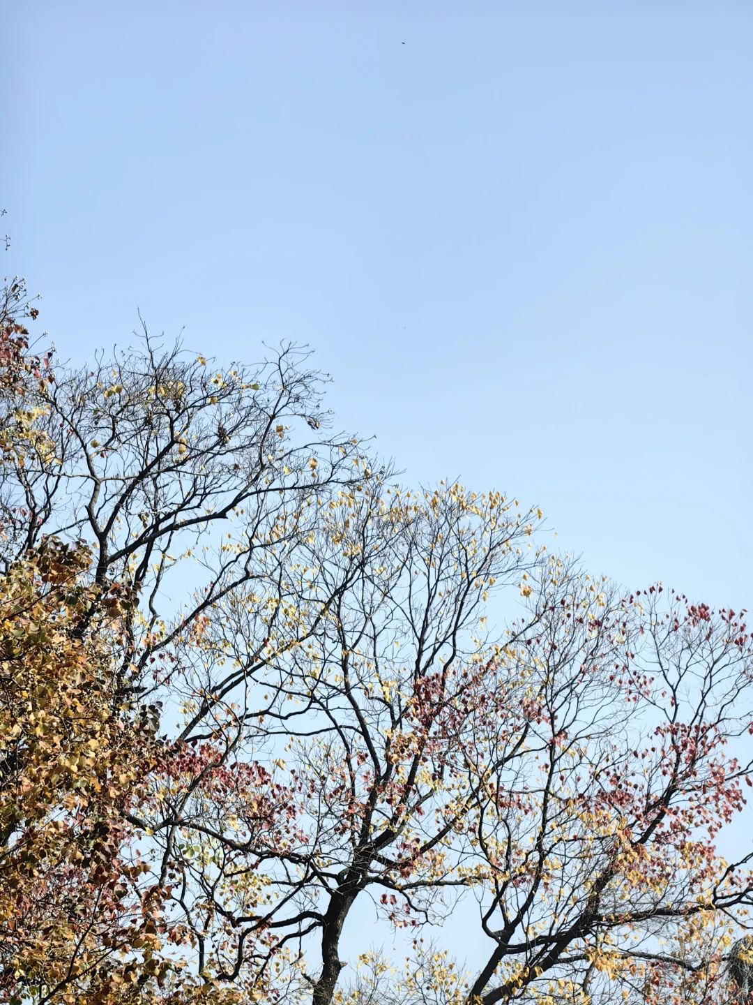 11/13，莫愁湖，乌桕实拍，还有天鹅和猫