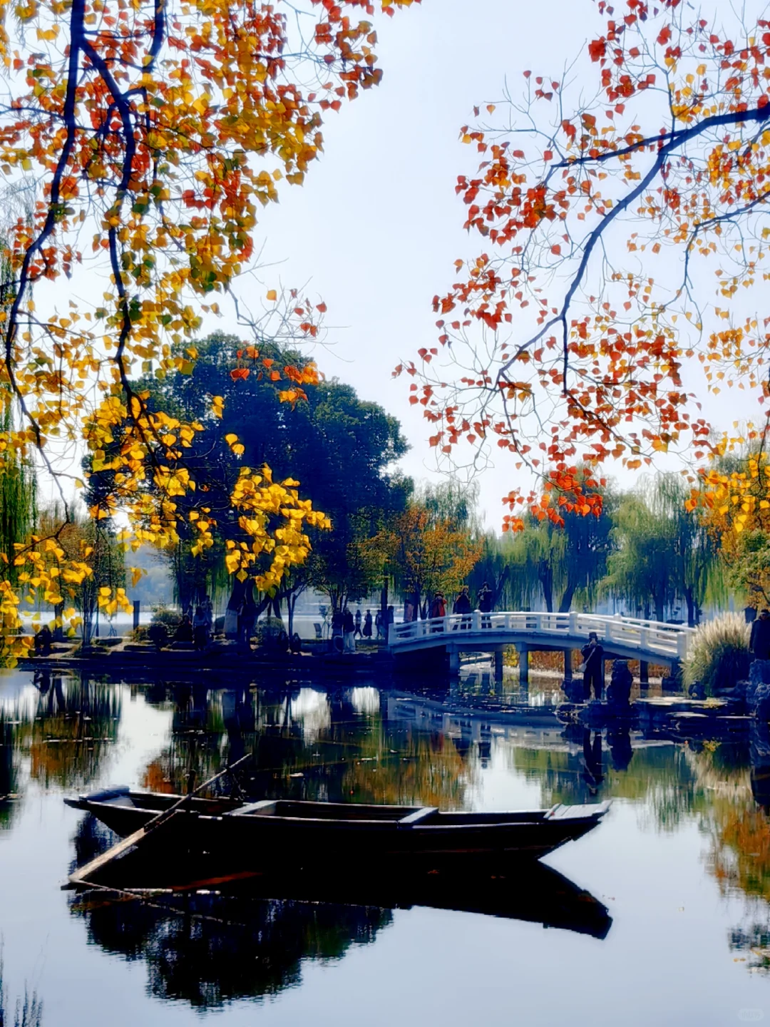 11/13，莫愁湖，乌桕实拍，还有天鹅和猫