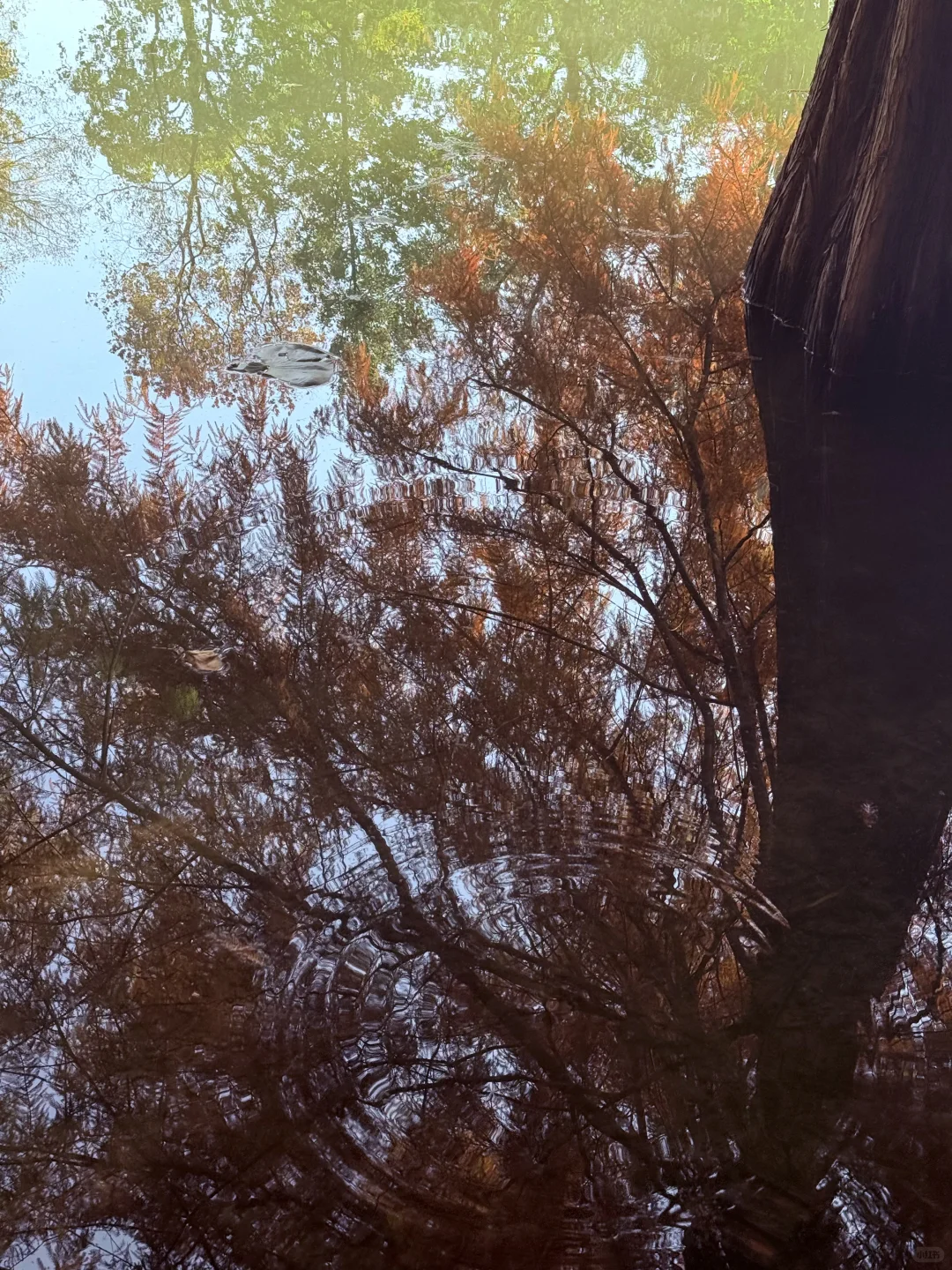 迷失在南京盛大的秋天里