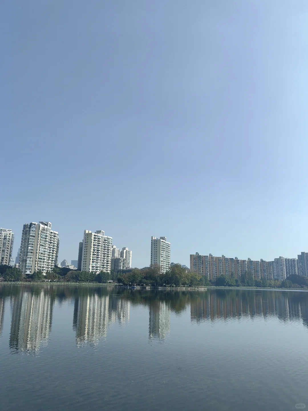 11/13，莫愁湖，乌桕实拍，还有天鹅和猫