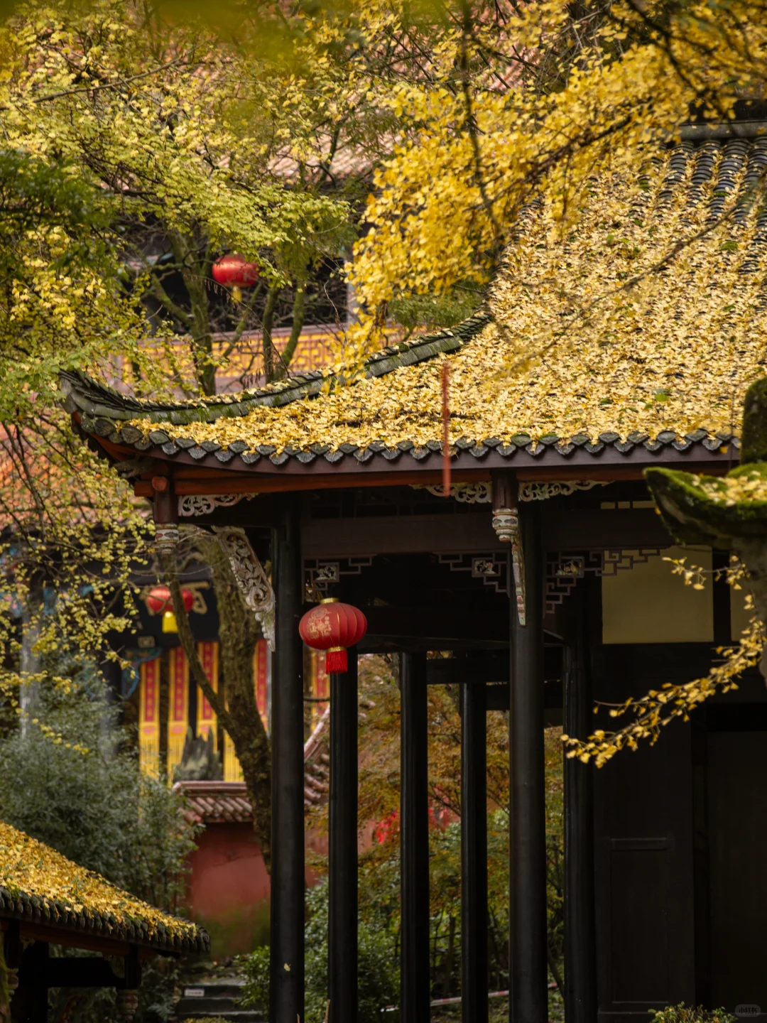 11.11实拍！灵岩寺的银杏浓度已100%！！