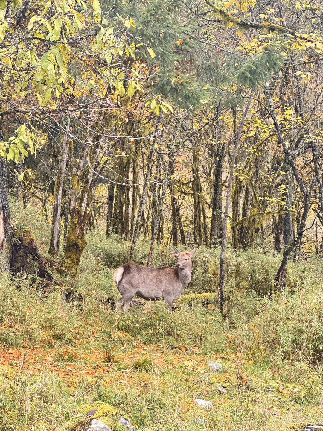 喇叭河的藏酋猴🐒 水鹿🦌 小熊猫