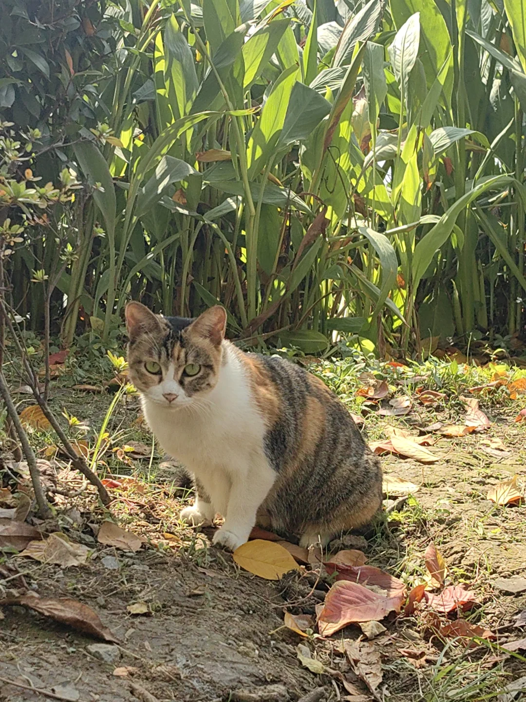 11/13，莫愁湖，乌桕实拍，还有天鹅和猫