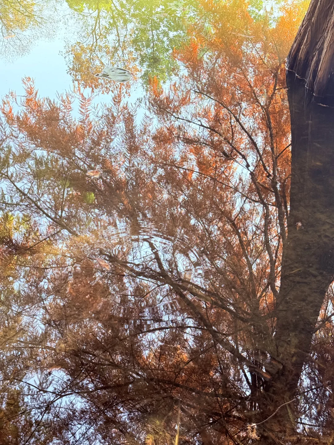 迷失在南京盛大的秋天里