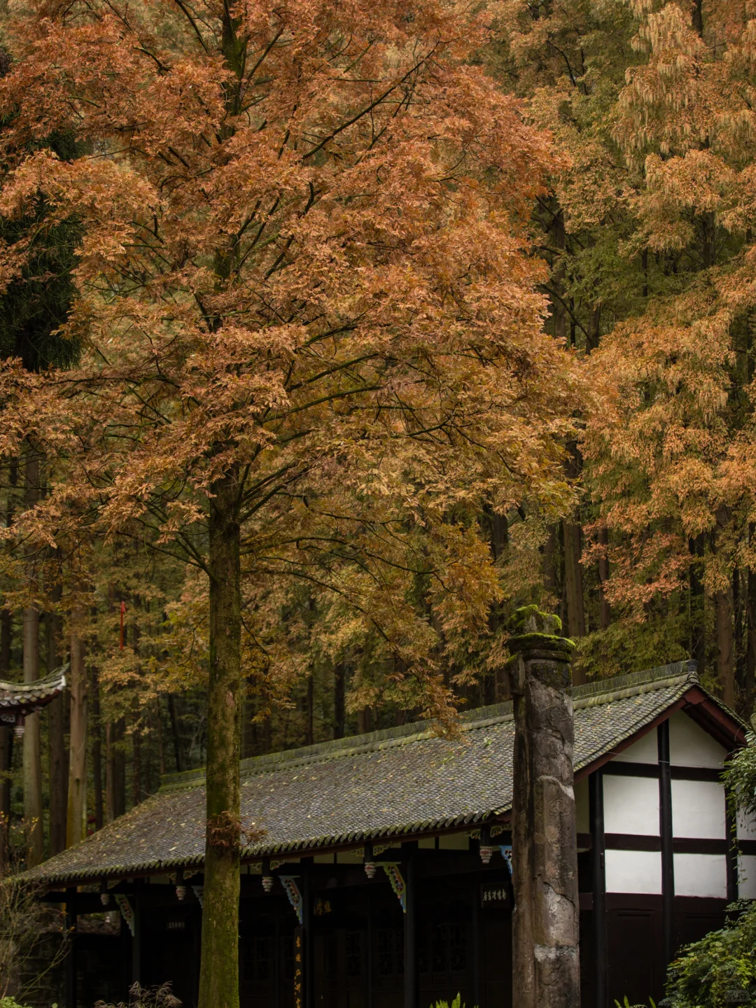 11.11实拍！灵岩寺的银杏浓度已100%！！