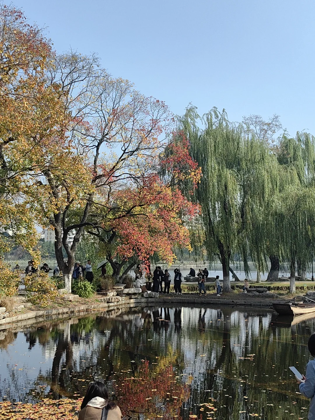 11/13，莫愁湖，乌桕实拍，还有天鹅和猫