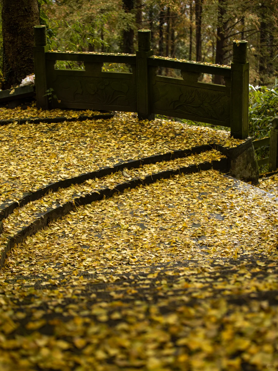11.11实拍！灵岩寺的银杏浓度已100%！！