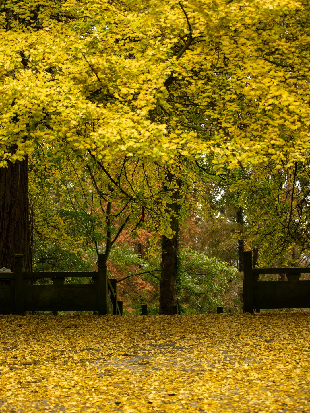 11.11实拍！灵岩寺的银杏浓度已100%！！