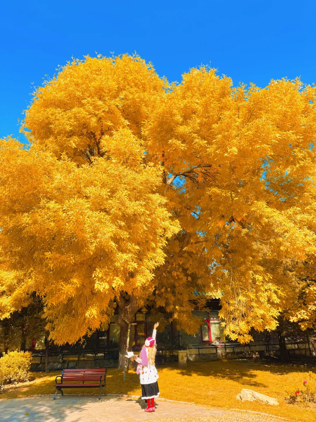 为了这18张图奔赴北平的秋天！📍附位置