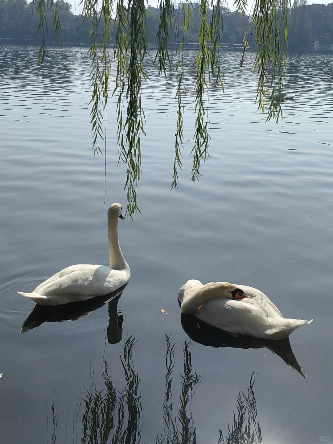 11/13，莫愁湖，乌桕实拍，还有天鹅和猫