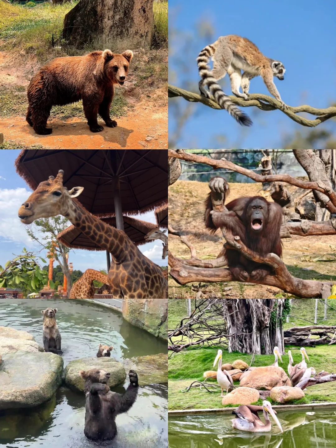 清远长隆2天，住长颈鹿酒店送温泉又送早