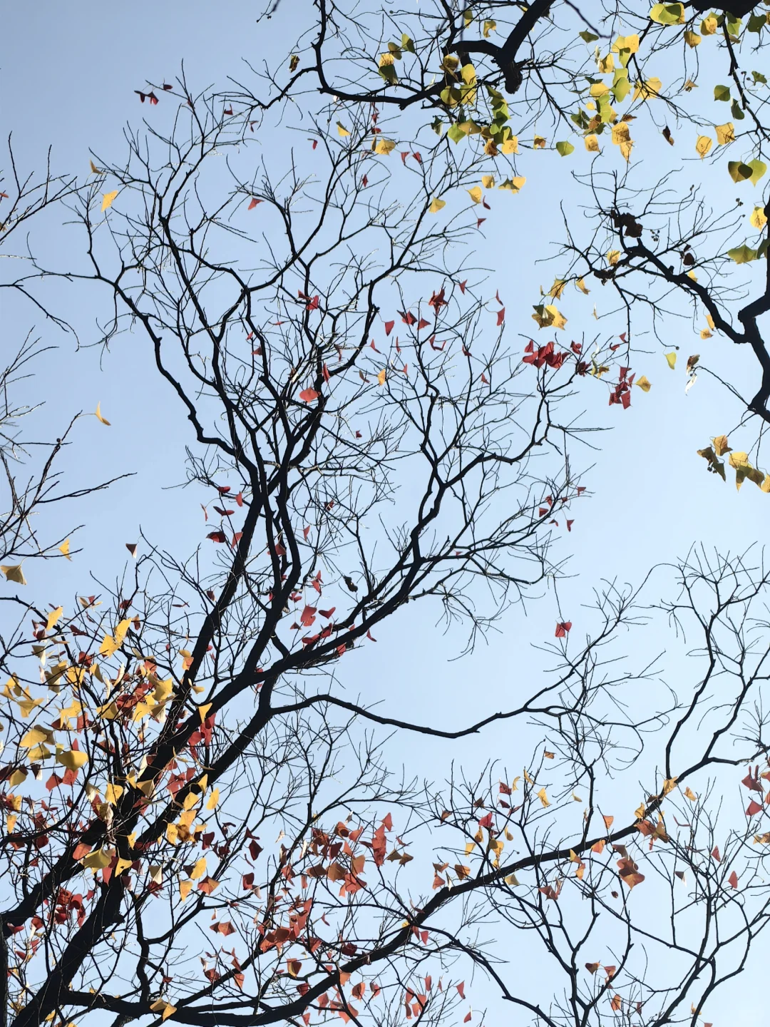 11/13，莫愁湖，乌桕实拍，还有天鹅和猫