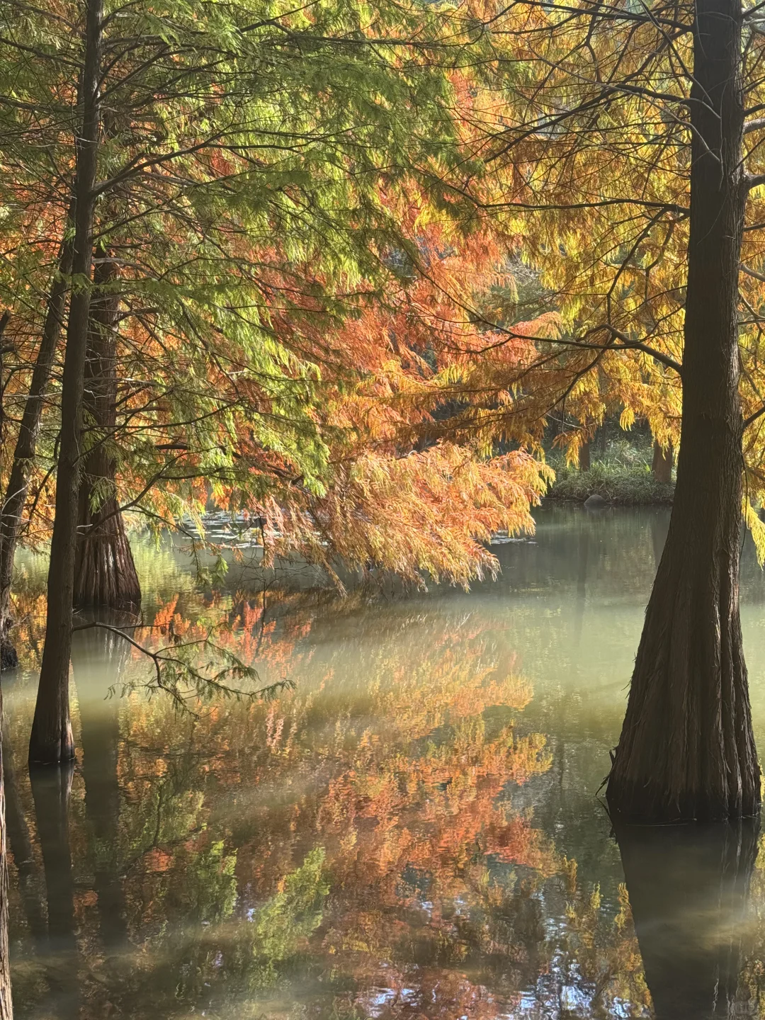 误入了落羽杉森林