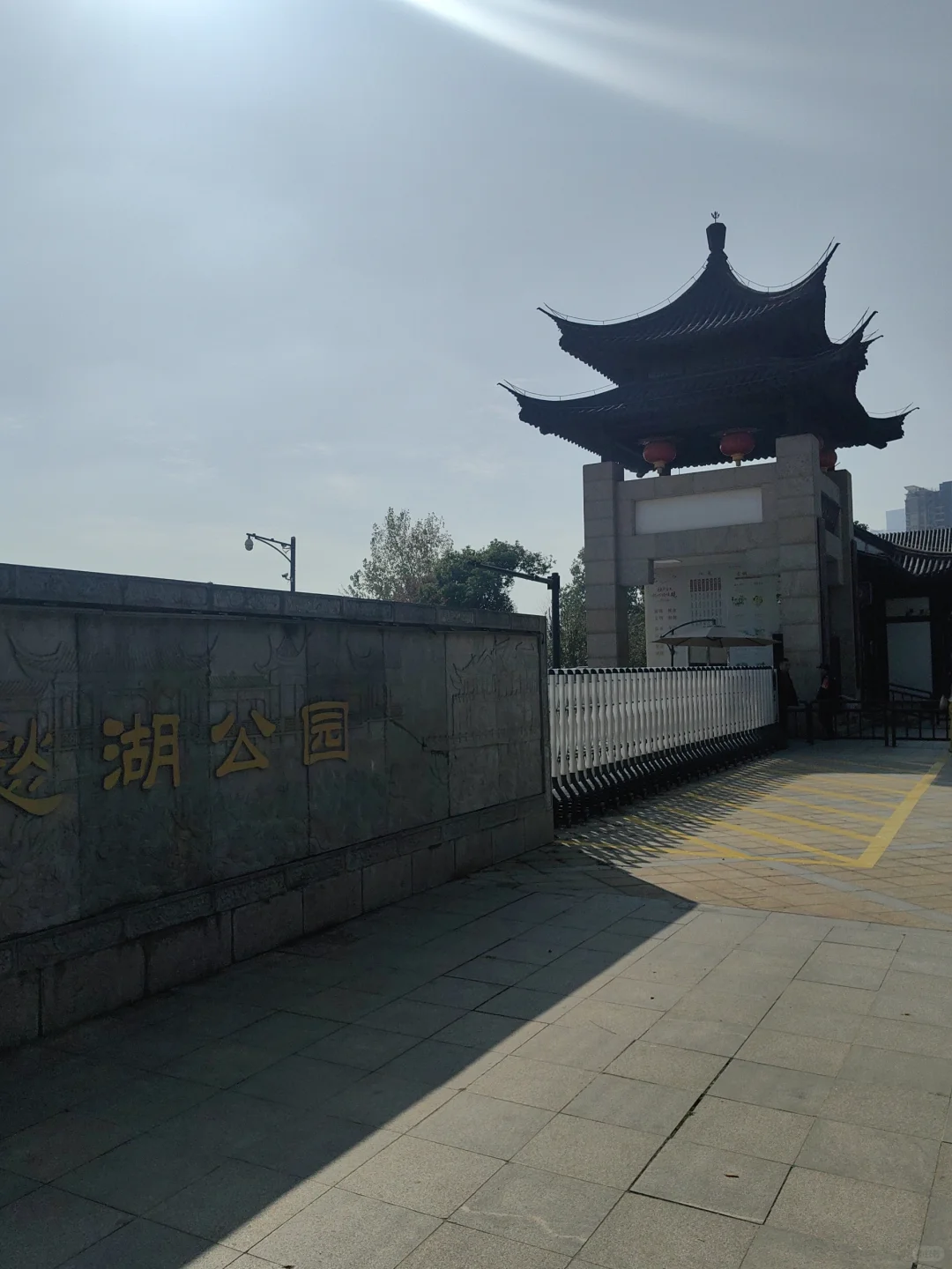 11/13，莫愁湖，乌桕实拍，还有天鹅和猫