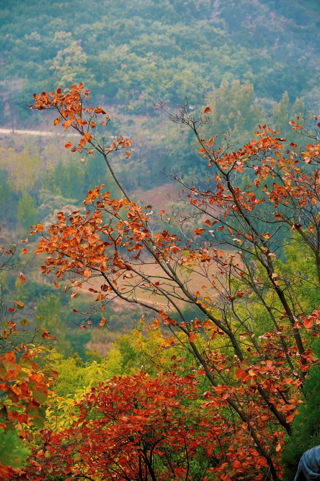 🍁许昌大鸿寨红叶暴击!这秋景美到失语!